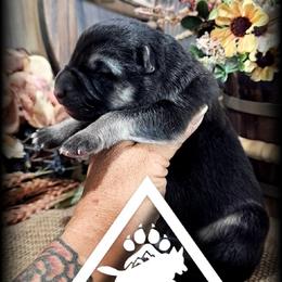 Banner - Black and silver male German Shepherd puppy in Sequim, Washington from German Shepherd Haus