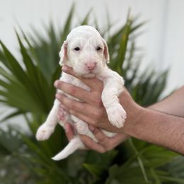 Red - Cream male Goldendoodle puppy in Cape Coral, Florida from Magnolia Doodles co.
