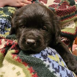 Yellow - Black male Labrador Retriever puppy in Siloam Springs, Arkansas from Karemy Kennels (Karemy Labradors)