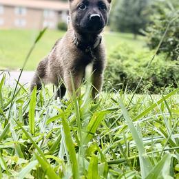 Belgian Malinois and German Shepherd Puppies from Laeknir K9