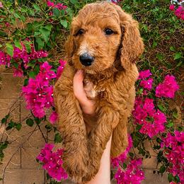 Coca-cola - Red  male Poodle puppy in Mesa, Arizona from Desert Doodles