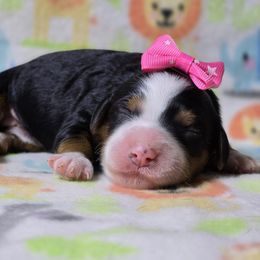 Bernedoodle puppies from Austin Doodles & Poodles