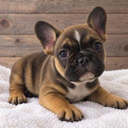 Gabriela - Fawn female French Bulldog puppy in Warm Springs, Arkansas from State Line Dachshunds & Frenchies