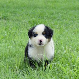 Australian Shepherd Puppies from Canyon South Aussies