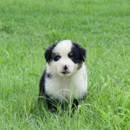 Australian Shepherd Puppies from Canyon South Aussies