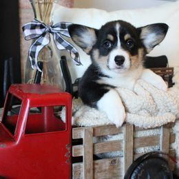 Diamond aka Lady Di - Black and tan female Pembroke Welsh Corgi puppy in Purcellville, Virginia from Rhone River Farm Pembroke Welsh Corgis