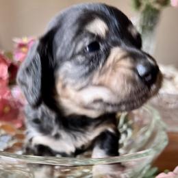 Dachshund Puppies from GypsyDox
