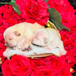 French Bulldog Puppies from Exquisite Taste Kennels