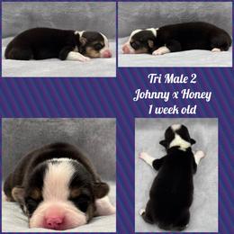 Tri Male 2 - Black and tan male Pembroke Welsh Corgi puppy in Stephenville, Texas from Rising JM Pembrokes