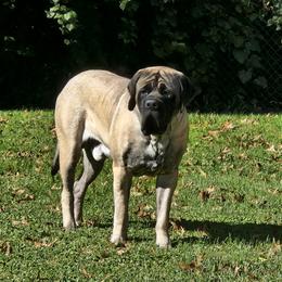Jax - Mastiff