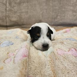 AKC CHAMPION BLOODLINE AUSTRALIAN CATTLE DOG PUPPY - GIRL 2 - Blue female Australian Cattle Dog puppy in Cassatt, South Carolina from B & E Farms