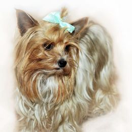 Yorkshire Terriers from Lots of Love Yorkies