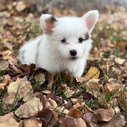 Esme - Sable female Pembroke Welsh Corgi puppy in Herriman, Utah from Celtic Corgis