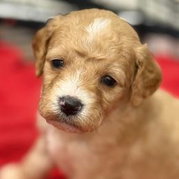 Ashton - Red  male Goldendoodle puppy in Ambrose, Georgia from Brandilyn's Aussies
