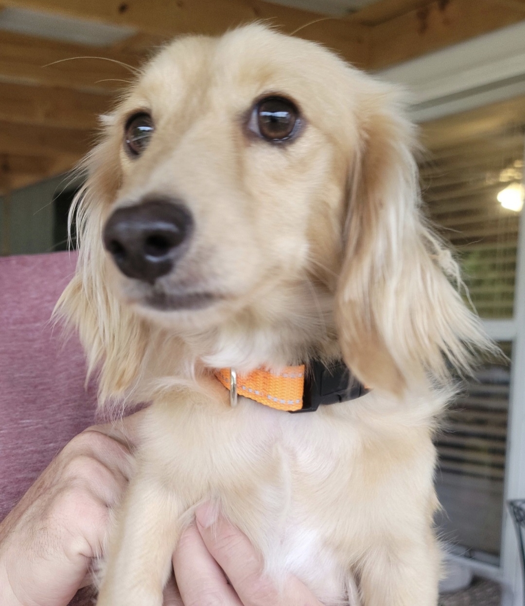 Butter Bean - Dachshund