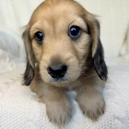 Dachshund Puppies from Long_and_Low_Dachshunds