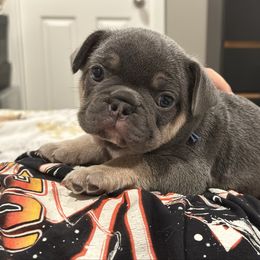 Blue collar - Tricolors male French Bulldog puppy in Washington from Pawcific Coast Bullies