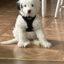 Bernedoodle Puppies from NLB Mini Bernedoodles