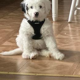 Bernedoodle Puppies from NLB Mini Bernedoodles