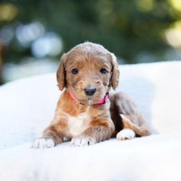 Lila - Red  female Goldendoodle puppy in Spokane, Washington from Puppy Love