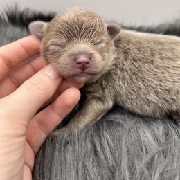 Nico - Lavender male Pomeranian puppy in Bogata, Texas from Kerrie’s Pomeranian