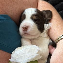 Boy 6 - male English Springer Spaniel puppy in Tea, South Dakota from Mindy's English Springer Spaniels