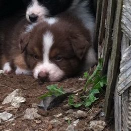 Australian Shepherd Puppies from Windmill Australian Shepherds
