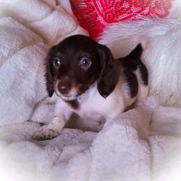 Dachshund and Great Dane Puppies from AZ's Prestigious Minature Dachshunds