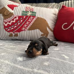 Nova - Black and tan female Dachshund puppy in Barstow, California from Kindle & Burrow Dachshunds