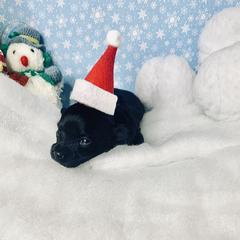 Havana Silk Dog Puppies from Joyful Heart Silks