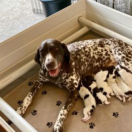 German Shorthaired Pointer Puppies from Legends German Shorthaired Pointers