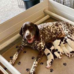 German Shorthaired Pointer Puppies from Legends German Shorthaired Pointers