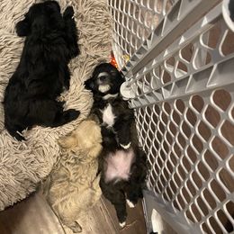 Schnoodle Puppies from Noodle Tings Puppies