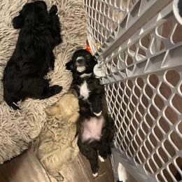 Schnoodle Puppies from Noodle Tings Puppies