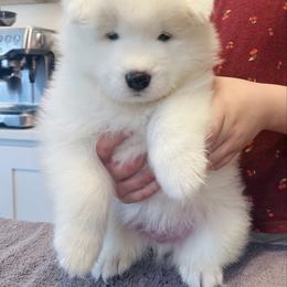 Boy 1 - White male Samoyed puppy in Tampa, Florida from Icecrown Samoyeds