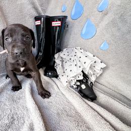Violet - Black and white female Great Dane puppy in Climax, Michigan from Beaver Creek Danes