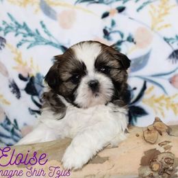 Shih Tzu Puppies from Charlemagne Shih Tzus
