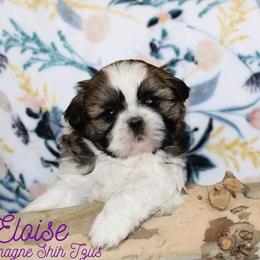 Shih Tzu Puppies from Charlemagne Shih Tzus