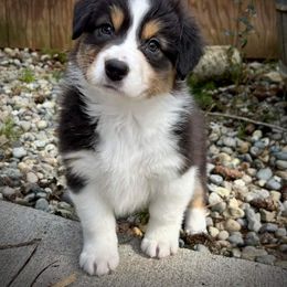 Australian Shepherd and Golden Retriever Puppies from Barking Creek Ranch