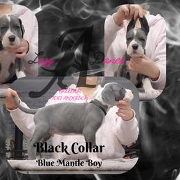 Black Collar boy - Blue and white male Great Dane puppy in Longview, Texas from Lazy A Danes