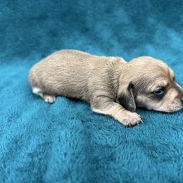 Glam - Cream female Dachshund puppy in Stilwell, Oklahoma from Mountain Top Dachshunds