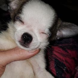Boy1 - Chocolate brindled fawn male Chihuahua puppy in Oklahoma City, Oklahoma from Teacup Chihuahuas and Friends