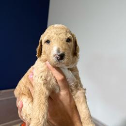 Green collar - Cream male Goldendoodle puppy in Cape Coral, Florida from Magnolia Doodles co.