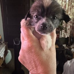 Gidget - Black and white female Chinese Crested puppy in New Haven, West Virginia from EverCrest