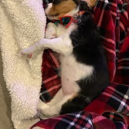 Cavalier King Charles Spaniel Puppies from Nickolas' King Charles Spaniels