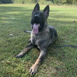German Shepherd All Grown Up from Vom Stainherz kennels