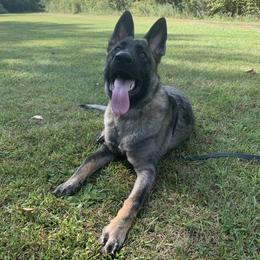 German Shepherd All Grown Up from Vom Stainherz kennels