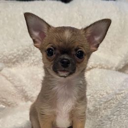 Boy 2 - Fawn male Chihuahua puppy in Roseville, California from California Dreaming