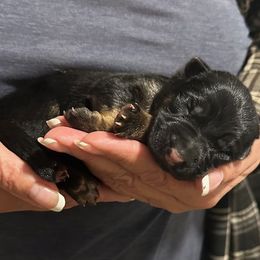 ARIES - Light Blue Collar Male - Black and red male German Shepherd puppy in Paso Robles, California from Central Coast German Shepherds