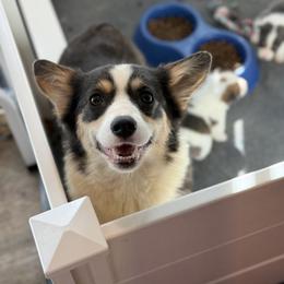 American Corgi and Pembroke Welsh Corgi Puppies from Coastal country Farms